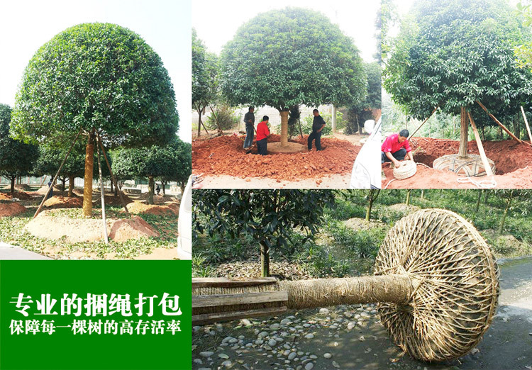 園林綠化苗木起苗實拍圖 園林綠化苗木起苗實拍圖